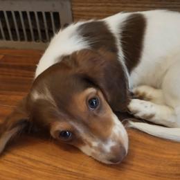 Dachshunds from Melissa Woodard