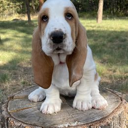 Basset Hound Puppies from BeautyBea's Flathead Lake Bassets
