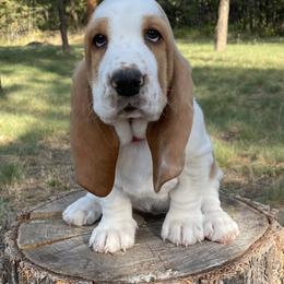 Basset Hound Puppies from BeautyBea's Flathead Lake Bassets