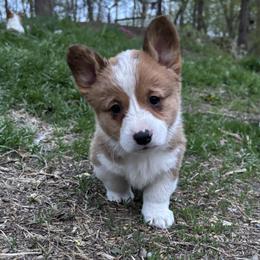 Pembroke Welsh Corgi Puppies from Trowbridge Corgis