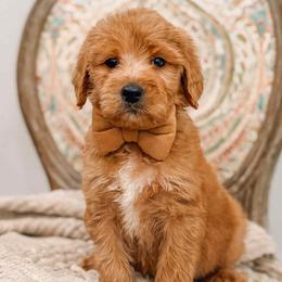Flare - Red  male Goldendoodle puppy in Iola, Texas from Supreme Doodles of Texas