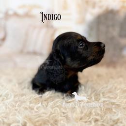 Indigo - Black and tan male Dachshund puppy in Rainier, Oregon from Doxies in Wonderland