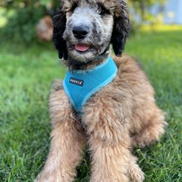 Poodle Puppies from Paddock's Purebred Poodles