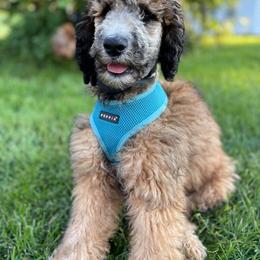 Poodle Puppies from Paddock's Purebred Poodles