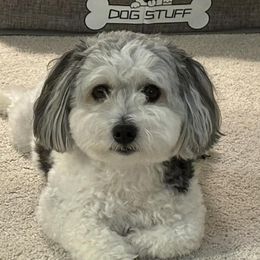 Cotons de Tulear and Dutch Shepherds from Early Bird Kennels