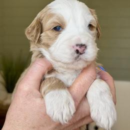 Botega - male Australian Mountain Doodle puppy in Spanish Fork, Utah from Little Puppy Co.