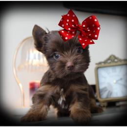 Cupcake - Chocolate and tan female Yorkshire Terrier puppy in Warren, Michigan from Danielle's Yorkie Babies
