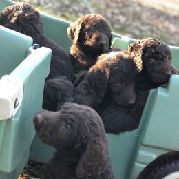 Cockapoo and Labradoodle Puppies from Morris Farmyard