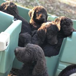 Cockapoo and Labradoodle Puppies from Morris Farmyard