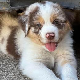 Boy 2 - male Australian Shepherd puppy in Eugene, Oregon from Sadie Blue's Willamette Valley Aussies