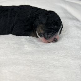 American Eskimo Dog and Bernedoodle Puppies from Shadow Kennels
