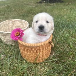 Pink girl - Light golden female Golden Retriever puppy in Front Royal, Virginia from Olympus Golden Retrievers