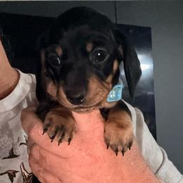 Boy 3 - Black and tan male Dachshund puppy in Pierson, Florida from Michelle’s Mini Dachshunds