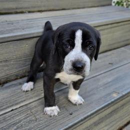 Rocco - Brindle male Mountain Cur puppy in Moundsville, West Virginia from Mountaineer Mountain Curs
