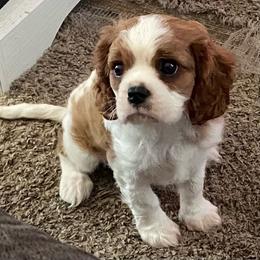 Charles - Blenheim male Cavalier King Charles Spaniel puppy in Wichita, Kansas from Christina’s Cavaliers