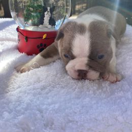 Boston Terrier Puppies from Boston Kup Breeders