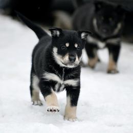 Black Boy - Arvo - Black and tan male Lapponian Herder puppy in Prattsburgh, New York from Maalattu Koirankoppi Lapponian Herders