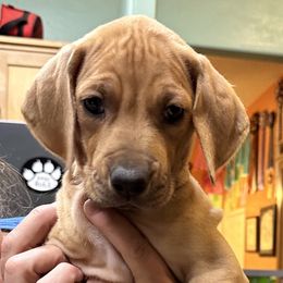 Rhodesian Ridgeback Puppies from Courage Rhodesian Ridgebacks