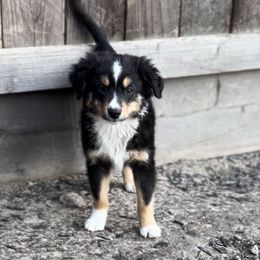Male 6 - Black tri Miniature Australian Shepherd puppy in Visalia, California from Furrever.Mini.Aussies.llc
