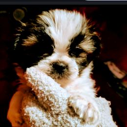 Girl 1 - Brown and white female Shichon puppy in Brainerd, Minnesota from Angie’s Teddy Bear Puppies Minnesota