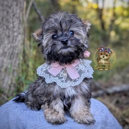 Briar - Black and gold female Morkie puppy in Barren Springs, Virginia from Seeking Shalom Acres Maltese, Maltipoos & Havamalts