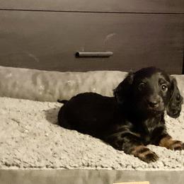 Dachshund Puppies from Howard Hounds