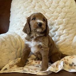 Cockapoo and Goldendoodle Puppies from Cockadoodle Poo Puppies