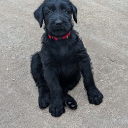 Giant Schnauzer Puppies from Riesenschnauzers von Reh Bach