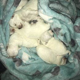 Maltese Puppies from Emotional Amor Support
