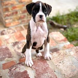 Boxer Puppies from Baton Rouge Boxers
