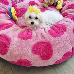Yellow collar. (AKC) - White female Maltese puppy in Massachusetts from Happy Tail Yorkies and Maltese