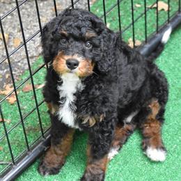 Yellow boy - Phantom male Bernedoodle puppy in Waukesha, Wisconsin from Bernedoodle Boutique (and Cavapoos)