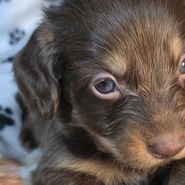 Dachshunds from Cool Runnin Dachshunds