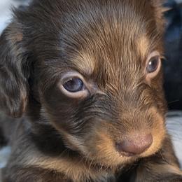 Dachshunds from Cool Runnin Dachshunds