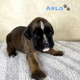 Arlo - Fawn Boxer puppy in Cicero, New York from MK Boxer Haven of CNY