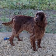 Irish Setter All Grown Up from Catherine Powell
