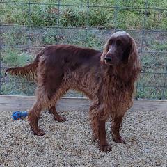 Irish Setter All Grown Up from Catherine Powell