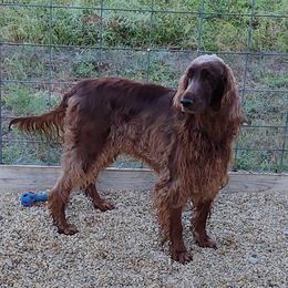 Irish Setter All Grown Up from Catherine Powell