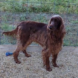 Irish Setter All Grown Up from Catherine Powell