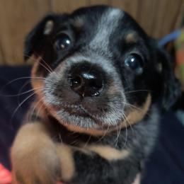 Blitzen - Blue female Australian Cattle Dog puppy in Morton, Illinois from KT Ranch ACDs