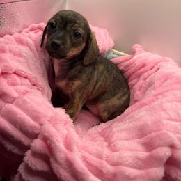 Heart - Black female Dachshund puppy in Mountain Home, Arkansas from Furry Friends Kennel