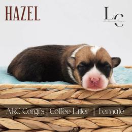 Hazel - Red female Pembroke Welsh Corgi puppy in Pine Village, Indiana from NL Horsemanship