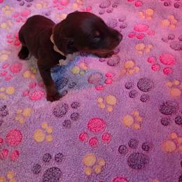 White Collar - Red and rust male Doberman Pinscher puppy in Acworth, Georgia from Stonewood Dobermans and Min Pins