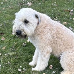 Bernedoodles, Poodles, and Soft Coated Wheaten Terriers from Whoodles of Wyoming