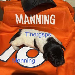 Manning - Black roan male German Shorthaired Pointer puppy in Jackson, Georgia from Tiner GSP’s LLC