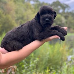 Layla - Black female Giant Schnauzer puppy in Lithia, Florida from Elegy Kennels