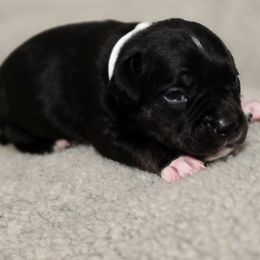 Gray boy - Brindle Staffordshire Bull Terrier puppy in Georgetown, Texas from Bruhaus Kennels