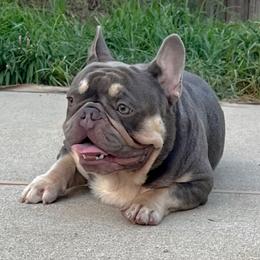 Ghost - French Bulldog