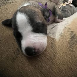 Whippet Puppies from Aiukli Whippets