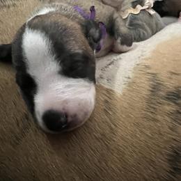 Whippet Puppies from Aiukli Whippets